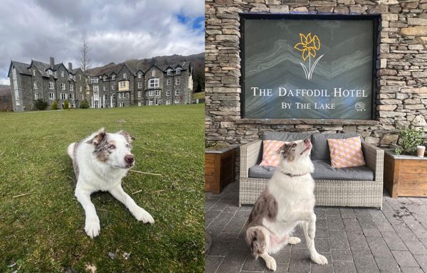 Daffodil | Daffodil Dog