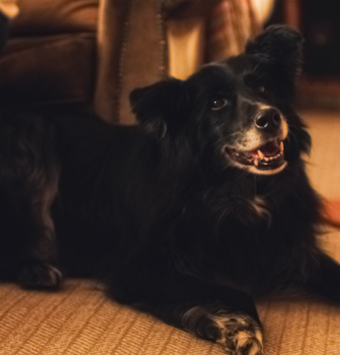 Balmoral Arms Dog Friendly