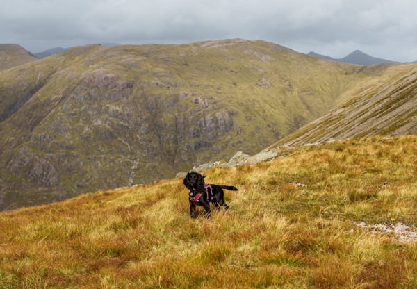 Glencoe Dog (1)