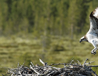 lake district birds ?? ''