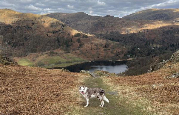 Daffodil | Lakes Dog Blog (1)