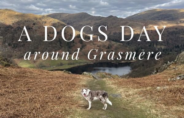 Daffodil | Lakes Dog Blog