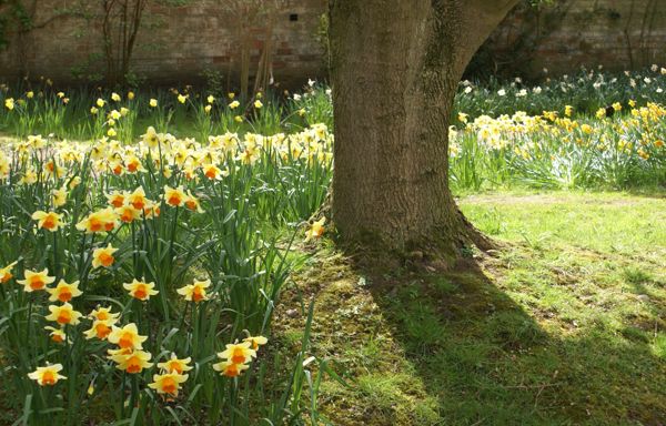 Daffodil | Daffodils