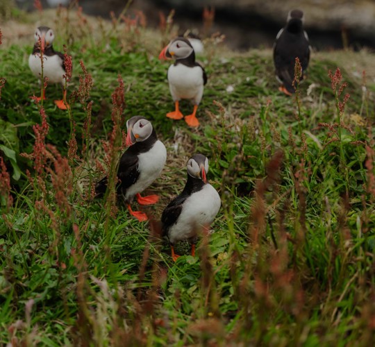 Isle Of Mull Hotel And Spa Location00011