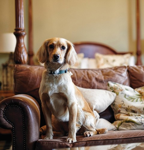 Dog sitting on a leather sofa in a hotel room at Loch Fyne Hotel & Spa, a pet-friendly inveraray accommodation option. ?? ''